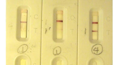New Dengue NS1 Antibodies for Lateral Flow Applications